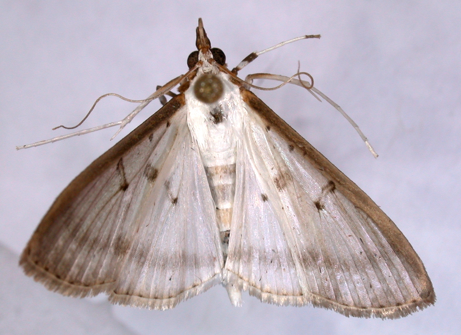 Cydalima sp. 6